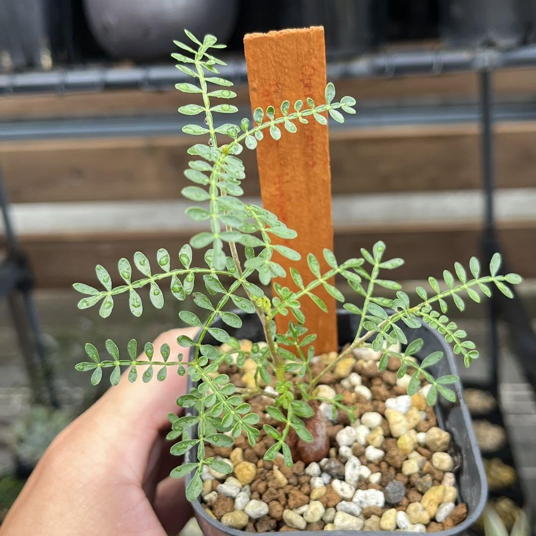 Amazon.co.jp: 流通皆無 オペルクリカリア パキプス ヒファエノイデス  