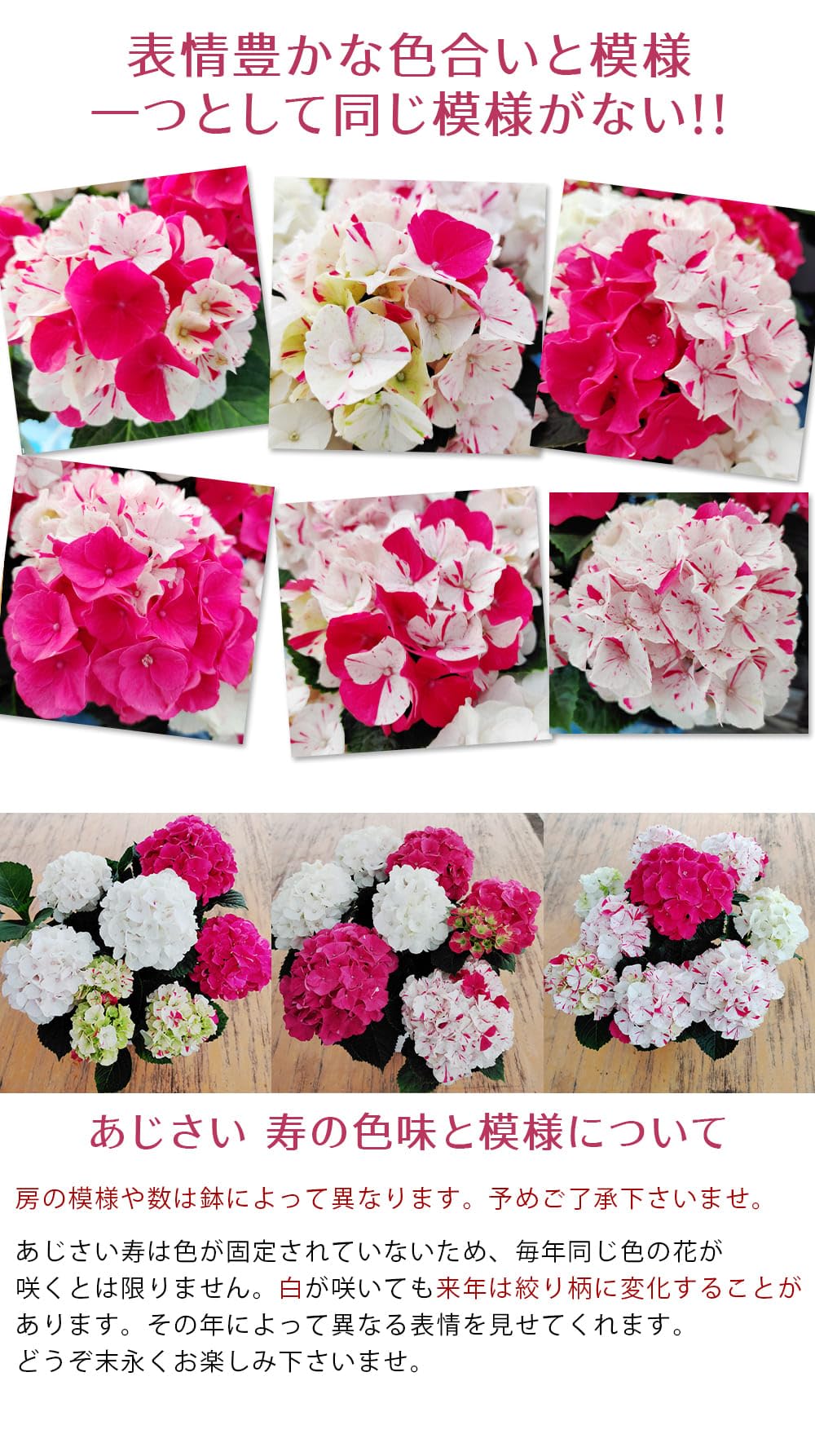 Amazon｜[World Fantasy Garden] 母の日 ギフト 花 鉢植え あじさい寿