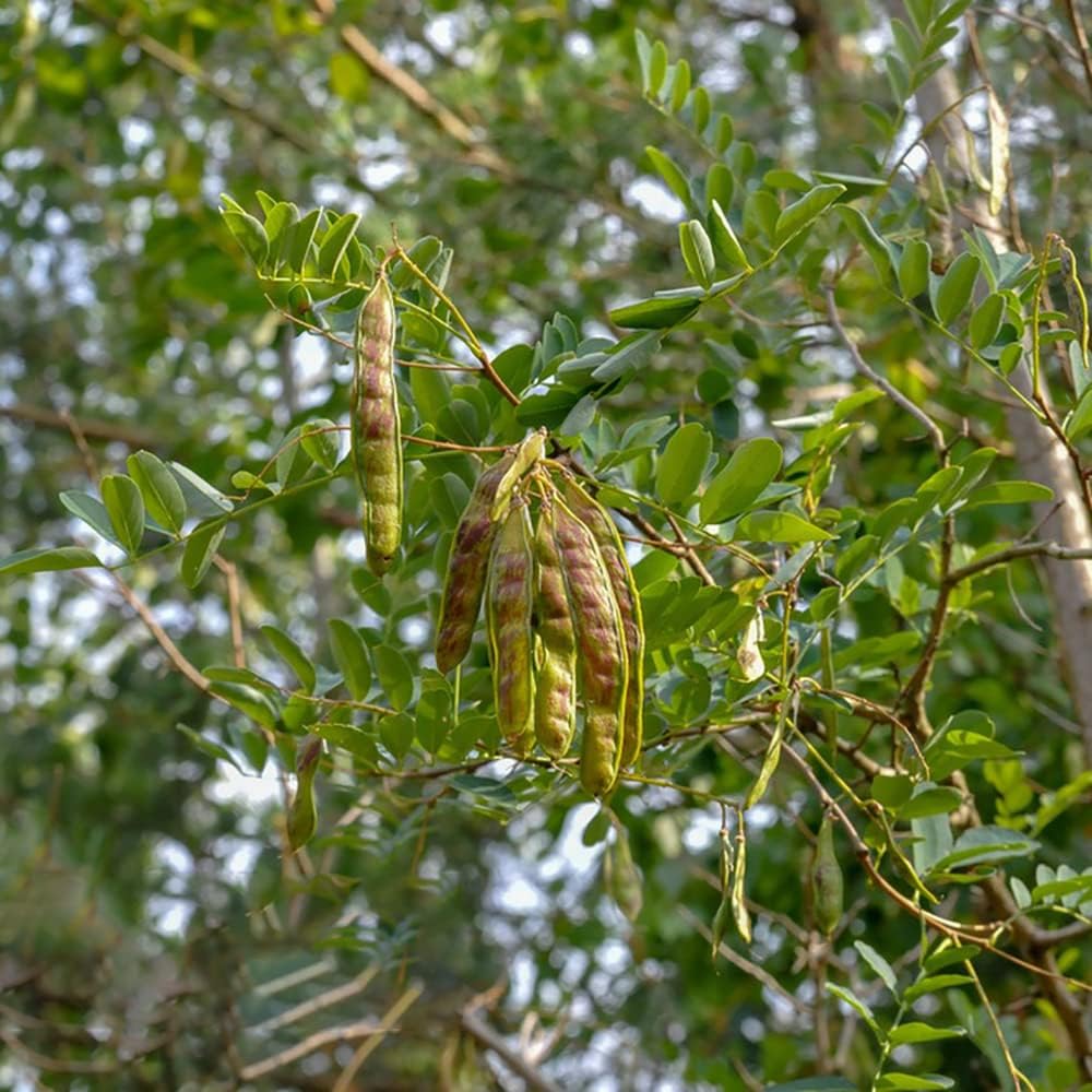 Moringa Samen Bonsaibaum Exotische Pflanzen Baumsamen Winterharte