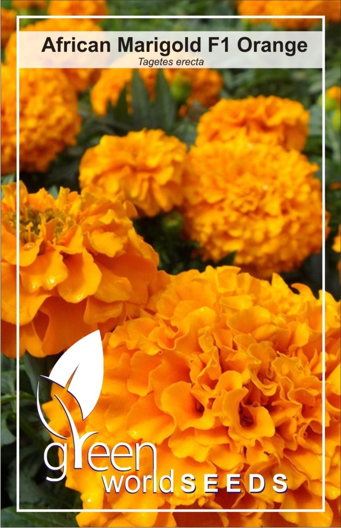 GREEN WORLD Garden Seeds Flower African Orange Marigold/Gainda Hybrid(10 Seeds) (B01MR884IH) Amazon Price History, Amazon Price Tracker