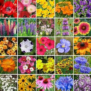 Southeast Wildflower Seed Mix - 1/4 Pound - Mixed Wildflower Seeds, Attracts Bees, Attracts Butterflies, Attracts Hummingb...