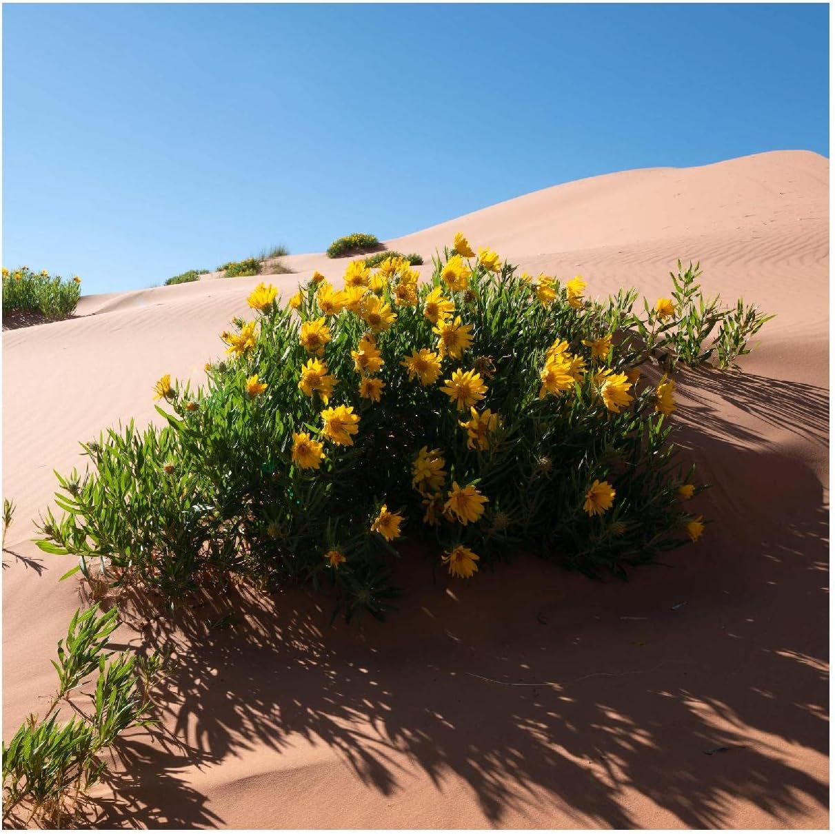 Everwilde Farms - 1/4 Lb Mule's Ears Native Wildflower Seeds - Gold Vault