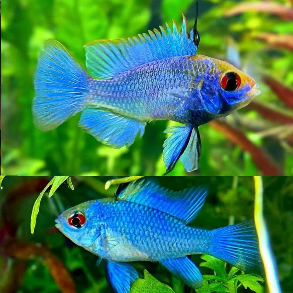 Electric Blue Ram Cichlid (Pack of 2 Fish) - Aquarium Exotic Freshwater Live Fish