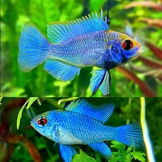 Electric Blue Ram Cichlid Pack of 2