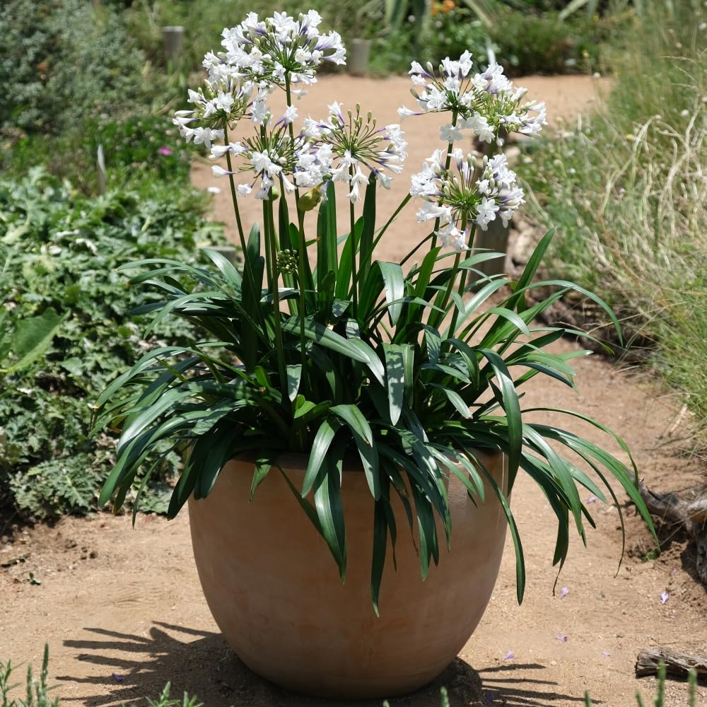 Agapanthus 'Ever Sparkle' Compact Bicoloured Indigo and White Flowers Drought Tolerant Ideal for Containers 3X 9cm Pots by Thompson and Morgan