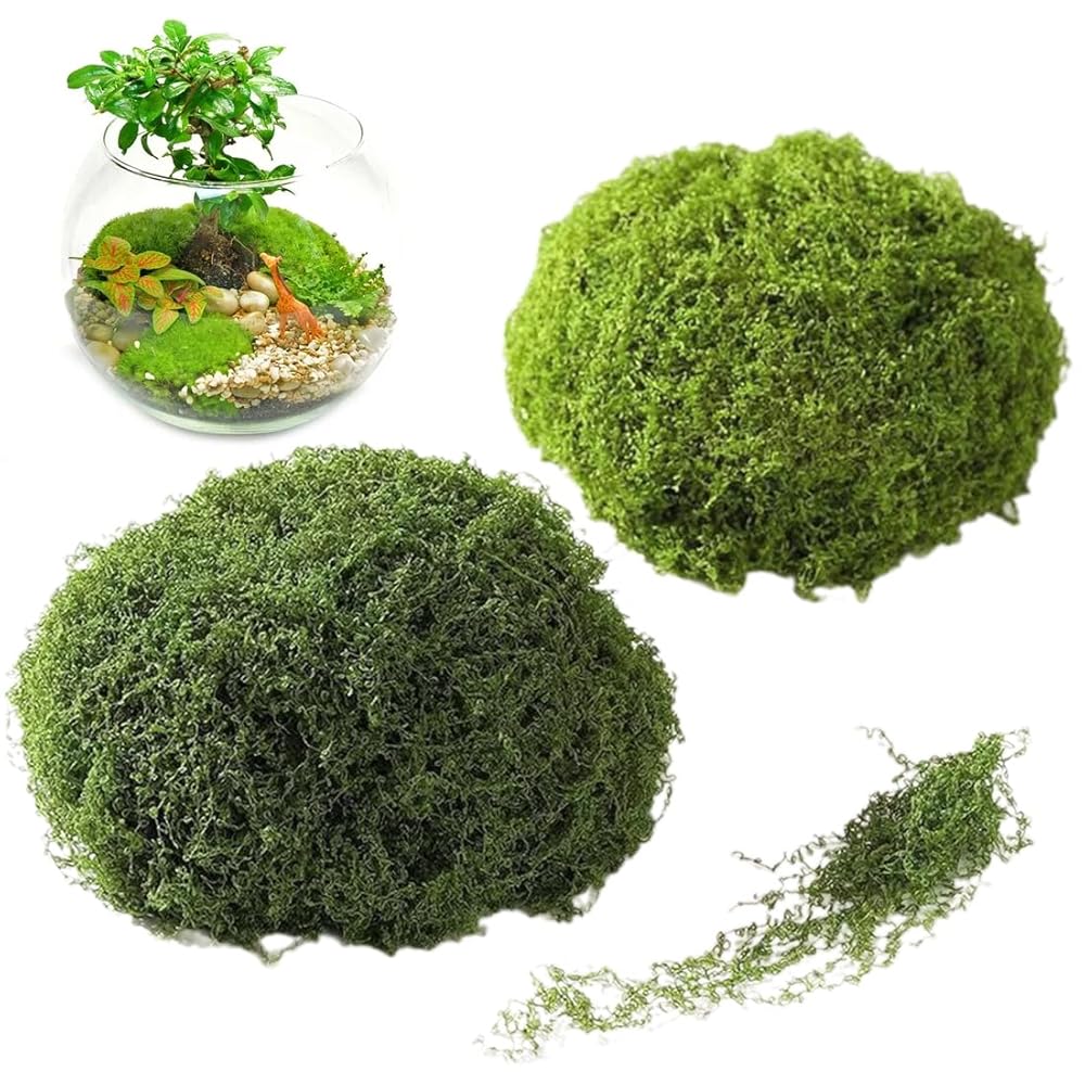 Muschio Islandese Naturale 100g - Per Decorazioni, Presepi E Modellismo