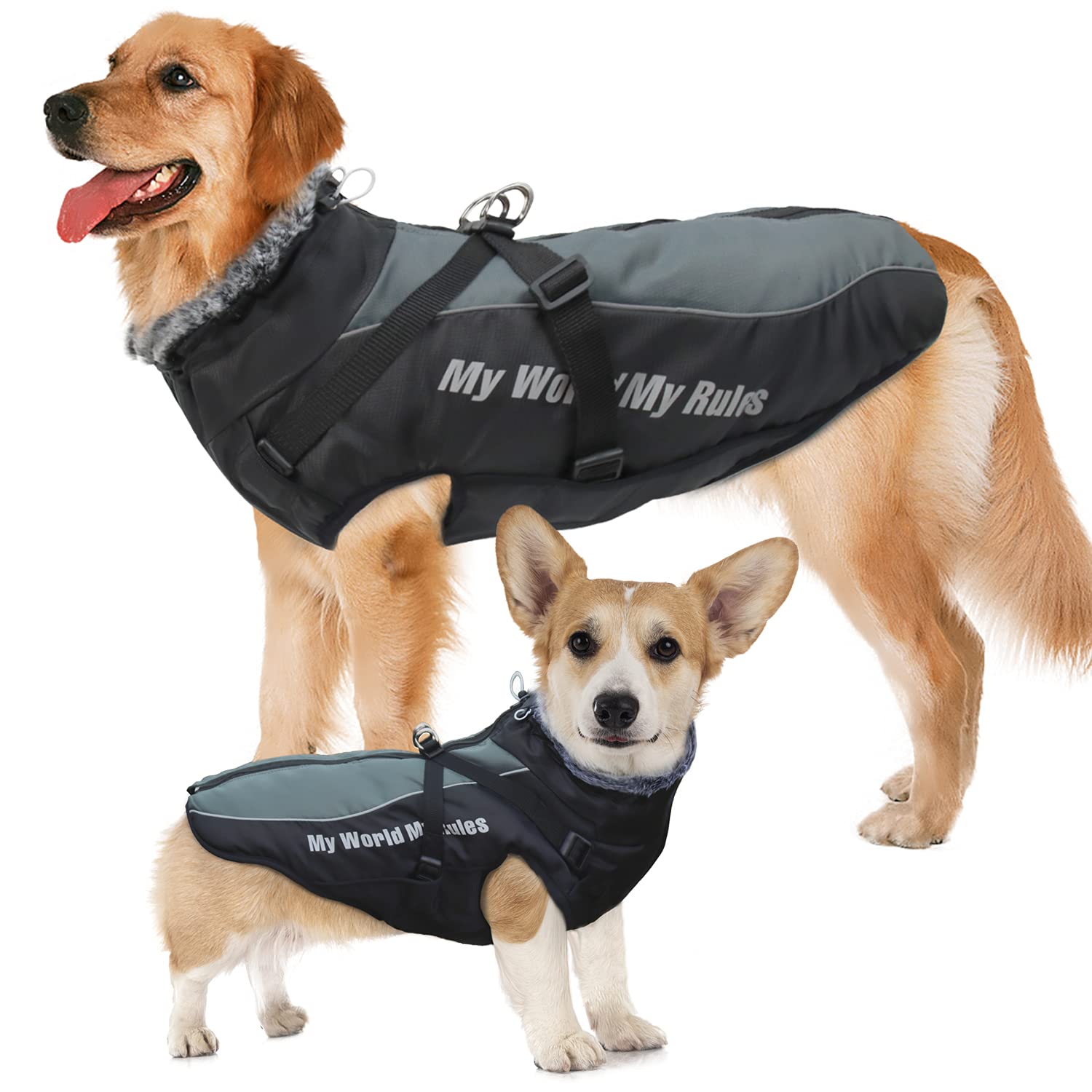 Are Dogs Built For Cold Weather