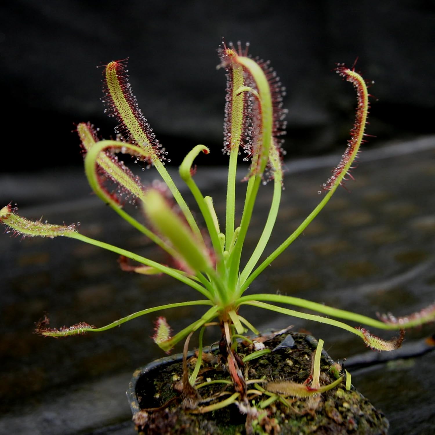 Cape Sundew Drosera Capensis Red Carnivorous Plant