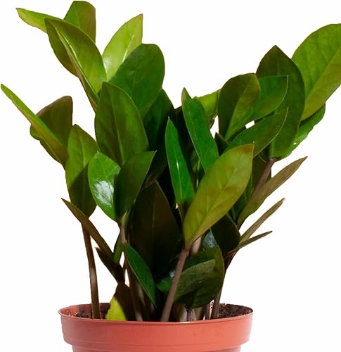 Miniatura 2 de Shop Succulents ZZ Plant, planta de interior viva en maceta de vivero, purificador de aire de fácil cuidado en mezcla de tierra para macetas,