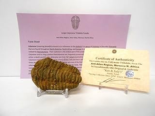 Genuine Huge Calymene Trilobite Fossil from The Anti-Atlas Region of Morocco, N.Africa with Free Acrylic Display Stand, Fact Sheet & COA Bundle