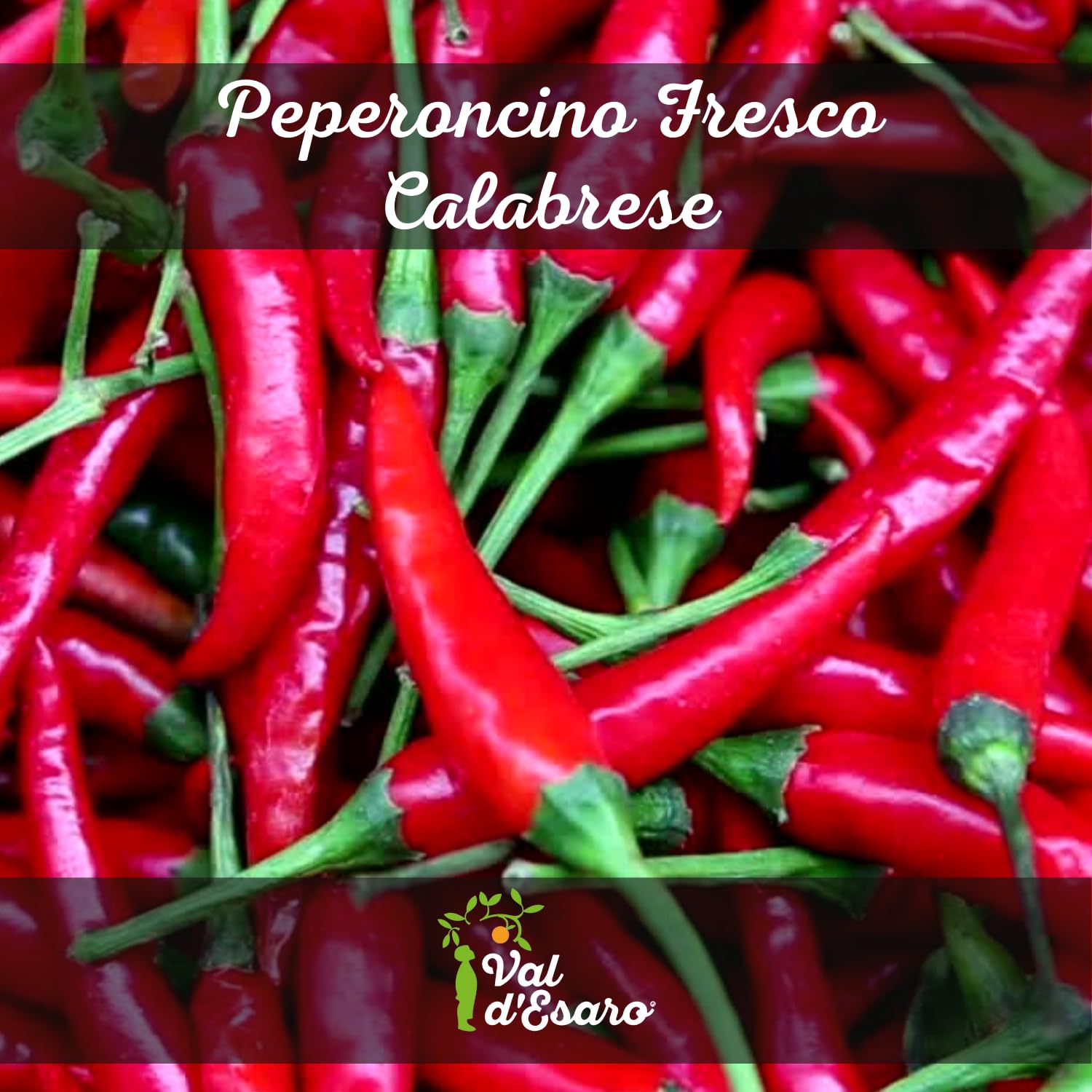 Peperoncino piccante fresco calabrese – 100% italiano – Raccolto a mano per massimo aroma e piccantezza – specialità tipica della calabria – Val D'Esaro - 1Kg