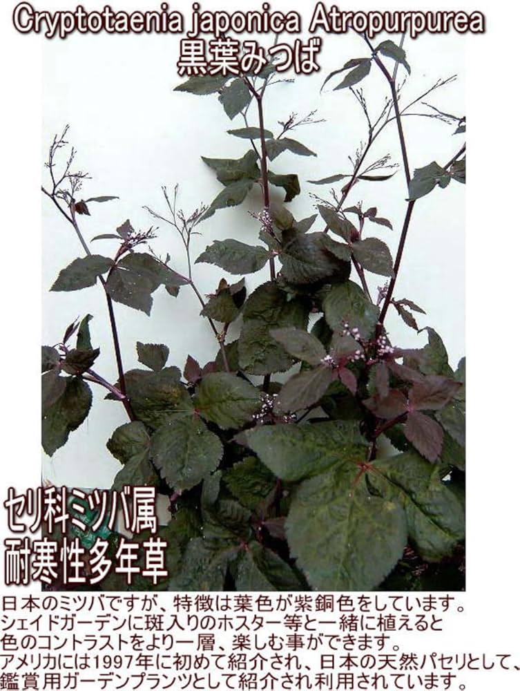 紫ミツバ クロミツバ 銅葉 5株 紫ミツバ クロミツバ 銅葉 5株