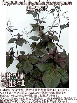 Amazon.co.jp: World Fantasy Garden 苗 黒葉ミツバ 1鉢 3～3.5