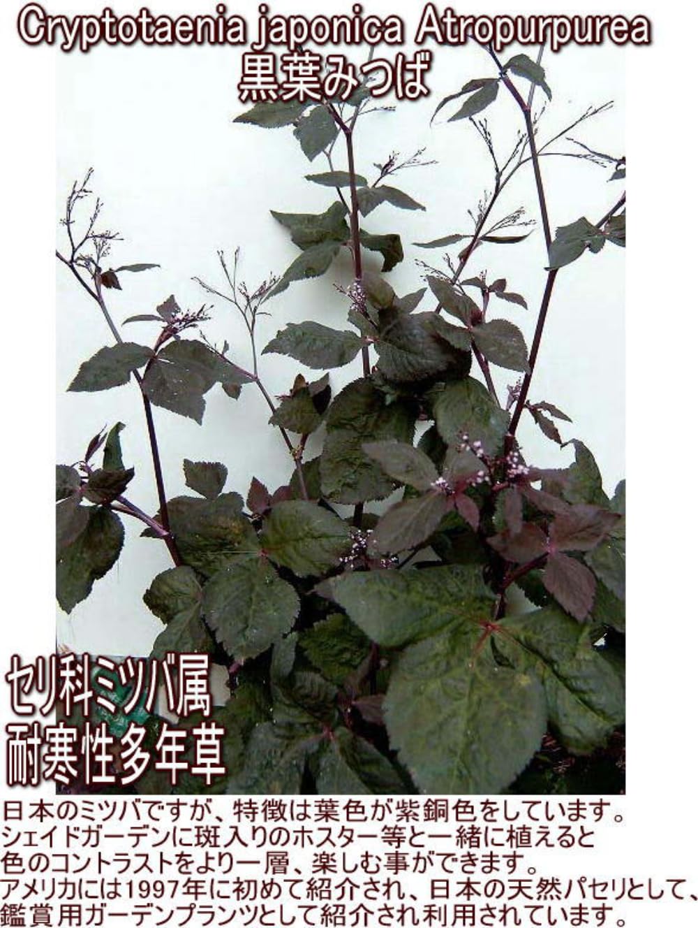 Amazon.co.jp: World Fantasy Garden 苗 黒葉ミツバ 1鉢 3～3.5