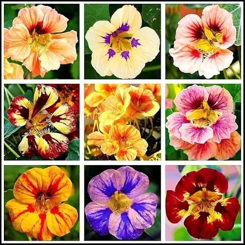 Semilla de capuchina para plantar hermosas flores Bonsái Decor-50pcs Semillas