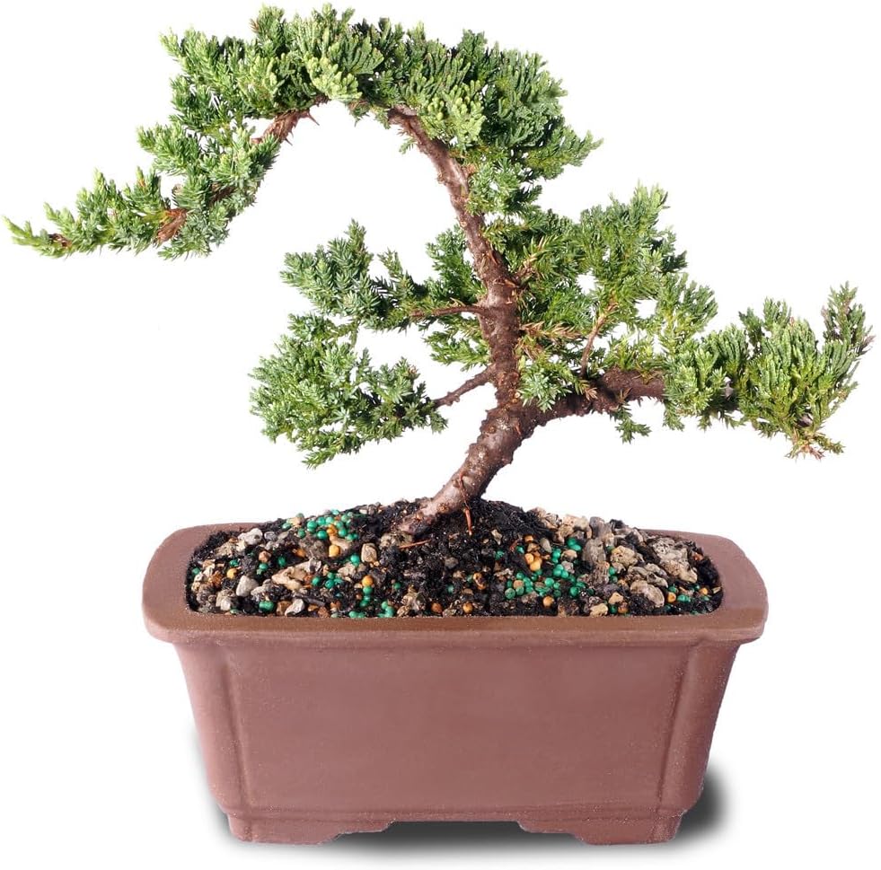 Live Green Mound Juniper Bonsai Tree in Bonsai Pot, Outdoor Bonsai Tree Live Plant, 5 Years Old, 6-10 Inches Tall, Easy Care Evergreen Bonsai for Patio Garden Décor (Medium)