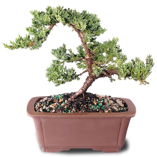 Brussel's Live Green Mound Juniper Outdoor Bonsai Tree - 5 Years Old; 8" to 12" Tall with Decorative Container, Humidity Tray & Deco Rock