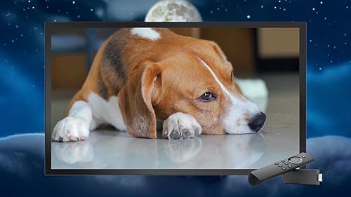 Música calmante para gatos-relaxamento, sono profundo, alívio do estresse para Tv e Tablets