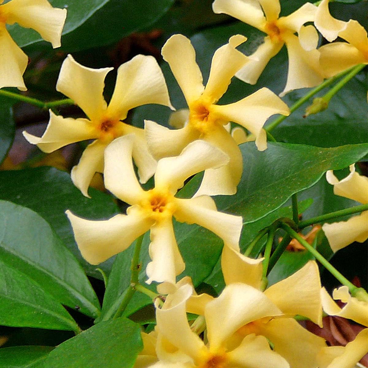 Bloomique - Trachelospermum jasminoides - Gelsomino toscano - Giallo - Rampicante - Pianta da giardino - Sempreverde - Resistente al freddo - Alta 50-70 cm - Vaso da 15 cm