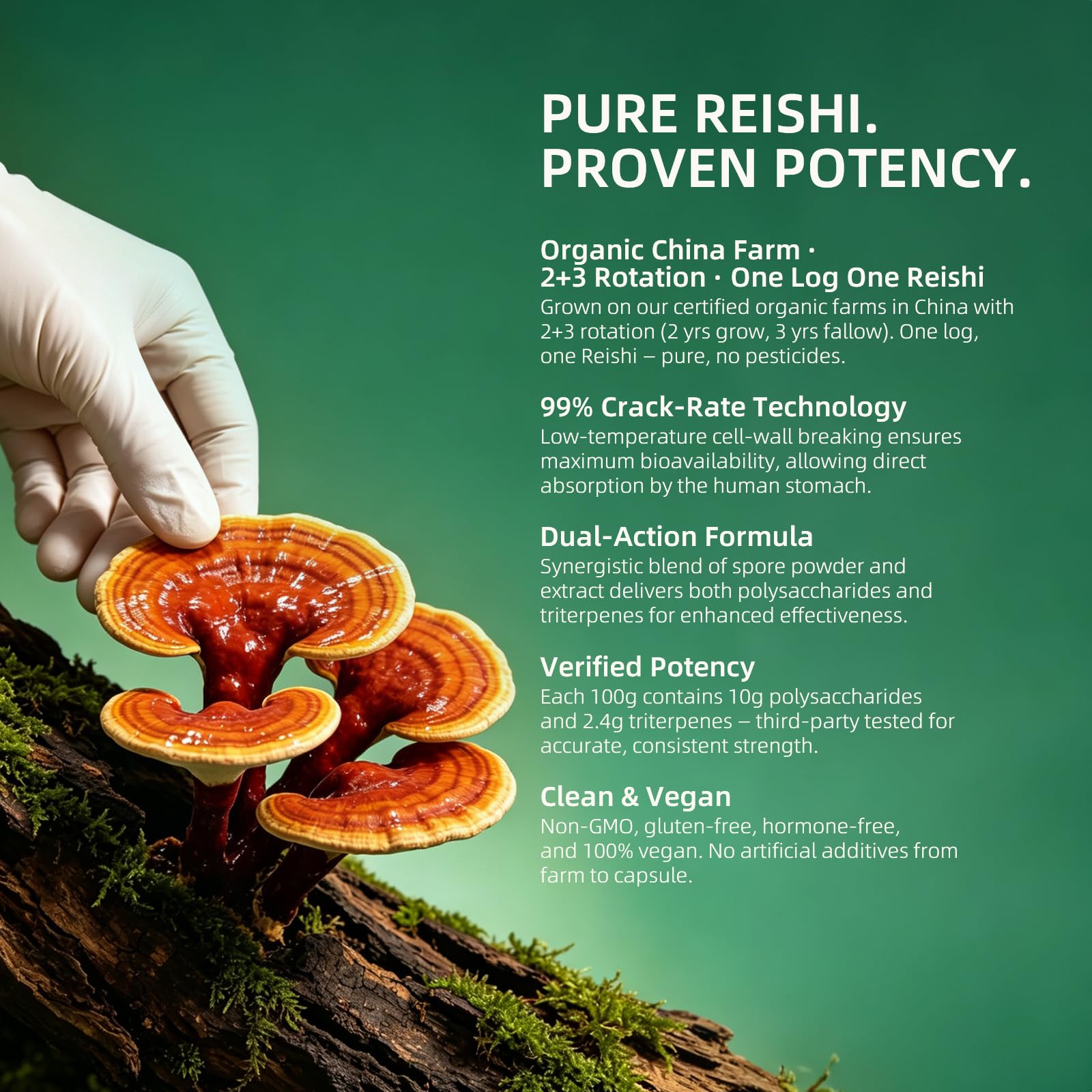 Organic Reishi Mushroom Spore Plus Capsules with 100% Ganoderma Lucidum Spore Powder+ Extract, Vegan, All Natural, Non-GMO & Gluten Free, 60 Veggie Capsules — Amazon image 4