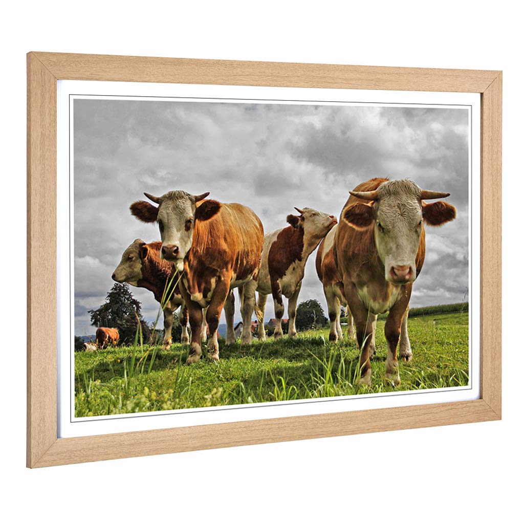 Big Box Art Framed Print of Cows in The Meadow Design | Wall Art Picture | Home Decor for Kitchen, Living, Dining Room, Lounge, Bedroom, Hallway, Office, Oak, A2 / 24.5x18 Inch / 62x45cm