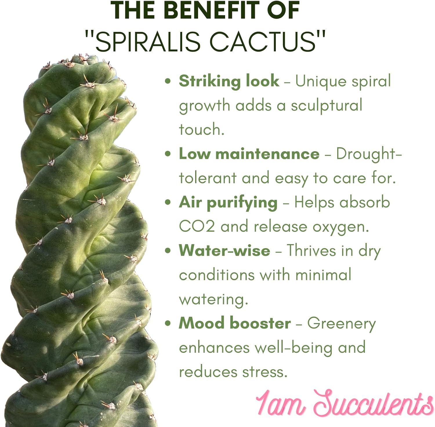 Spiral Cactus - Cereus Validus Spiralis – 8-10 inches Height, Rare Cactus Plant, Live Twisting Succulent, Fast-Growing & Drought-Tolerant – Exotic Statement Plant for Home & Garden