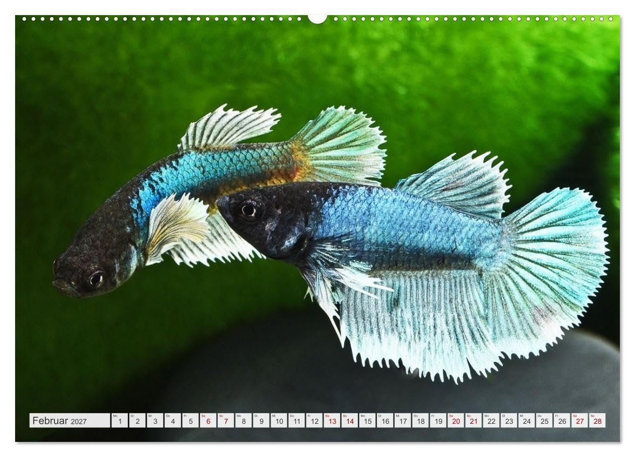 Beliebte Fische der Welt (hochwertiger Premium Wandkalender 2027 DIN A2 quer), Kunstdruck in Hochglanz: Aquaristik - Farbenprächtige Süßwasserfische (CALVENDO Hobbys)