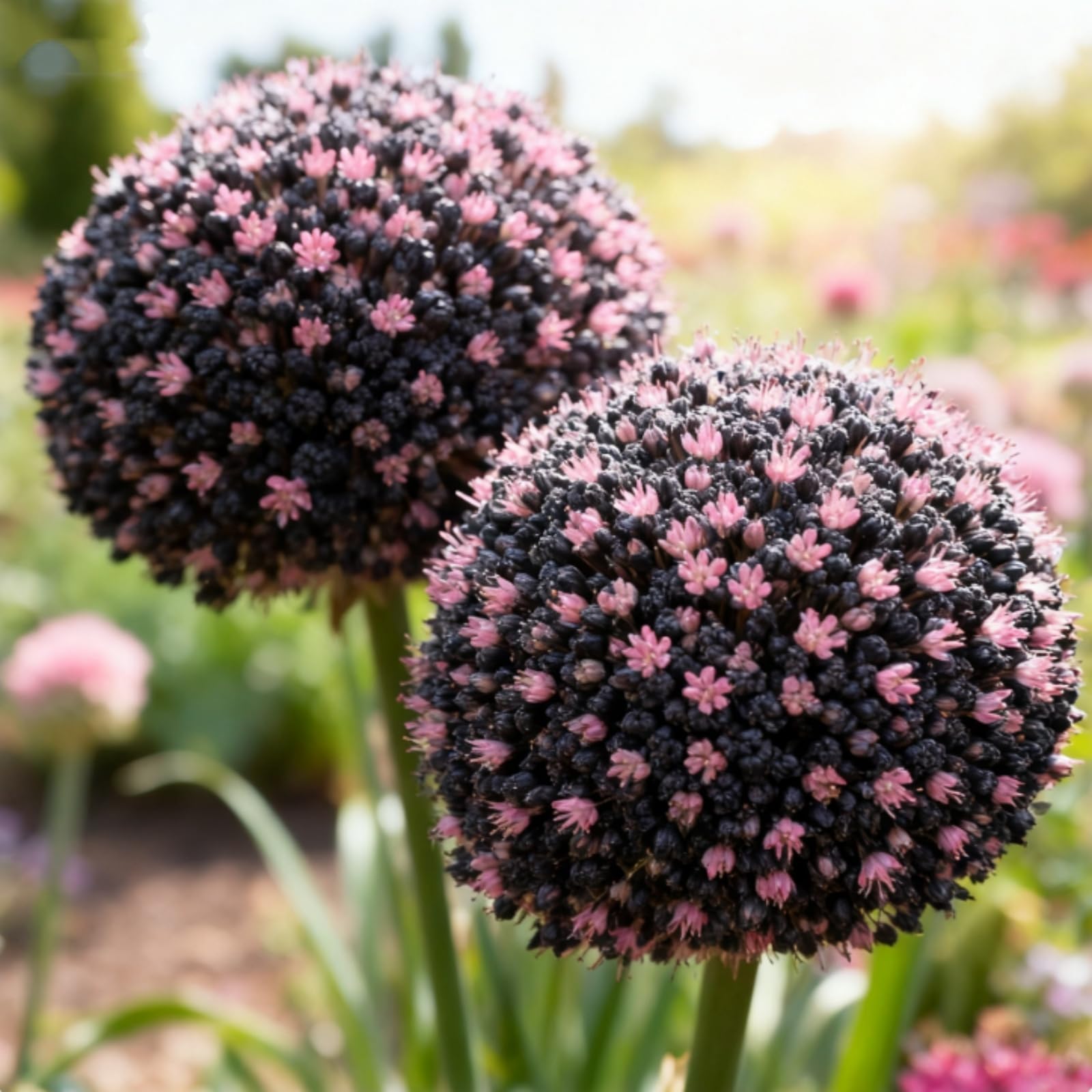 Rare Allium for Planting UK, Hardy Perennial, Excellent Display, Mix Greening Flower, Natural Organic, Wedding, Balcony Garden-3 Bulbs-J
