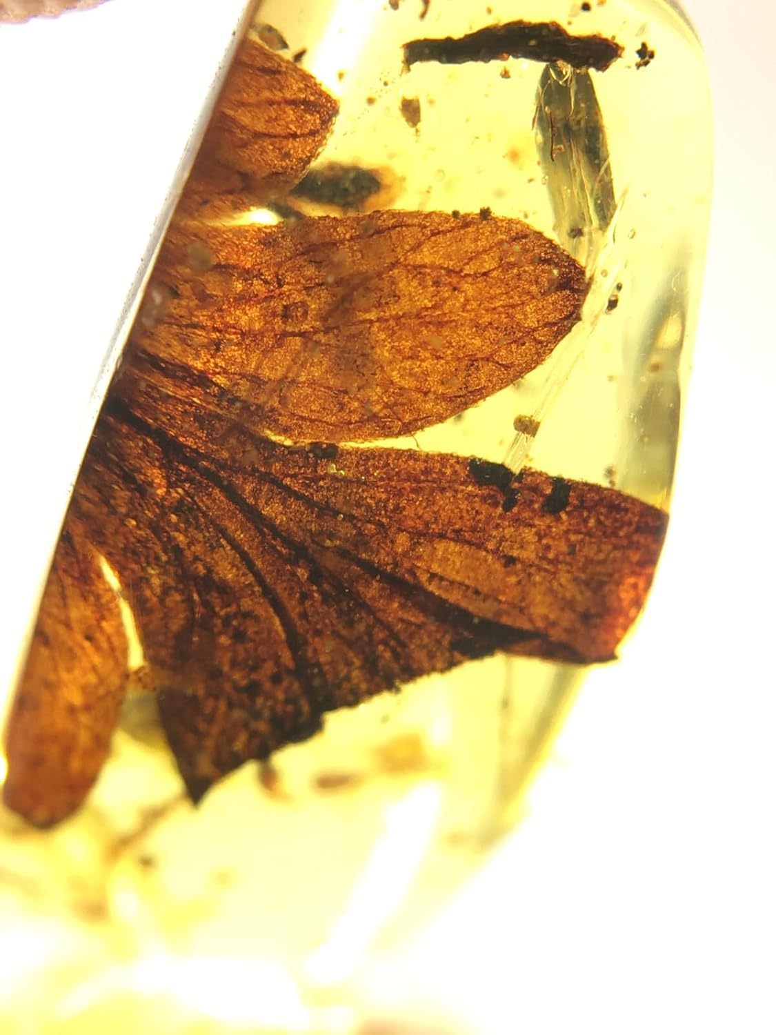 Burmese burmite Cretaceous Beautiful Leaf Plant Fossil Amber Myanmar