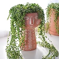 Vista 4 de Cadena de perlas (Senecio Rowleyanus) de 4 pulgadas, suculenta viva enraizada en macetas con mezcla de tierra, planta doméstica rara para decoración