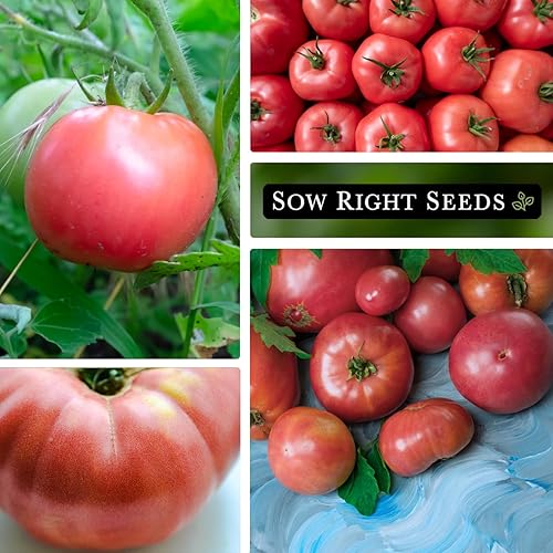 Miniatura 4 de Sow Right Seeds - Semillas de tomate rosa Ponderosa para plantar - Paquete de reliquia sin OMG con instrucciones para plantar y cultivar un huerto