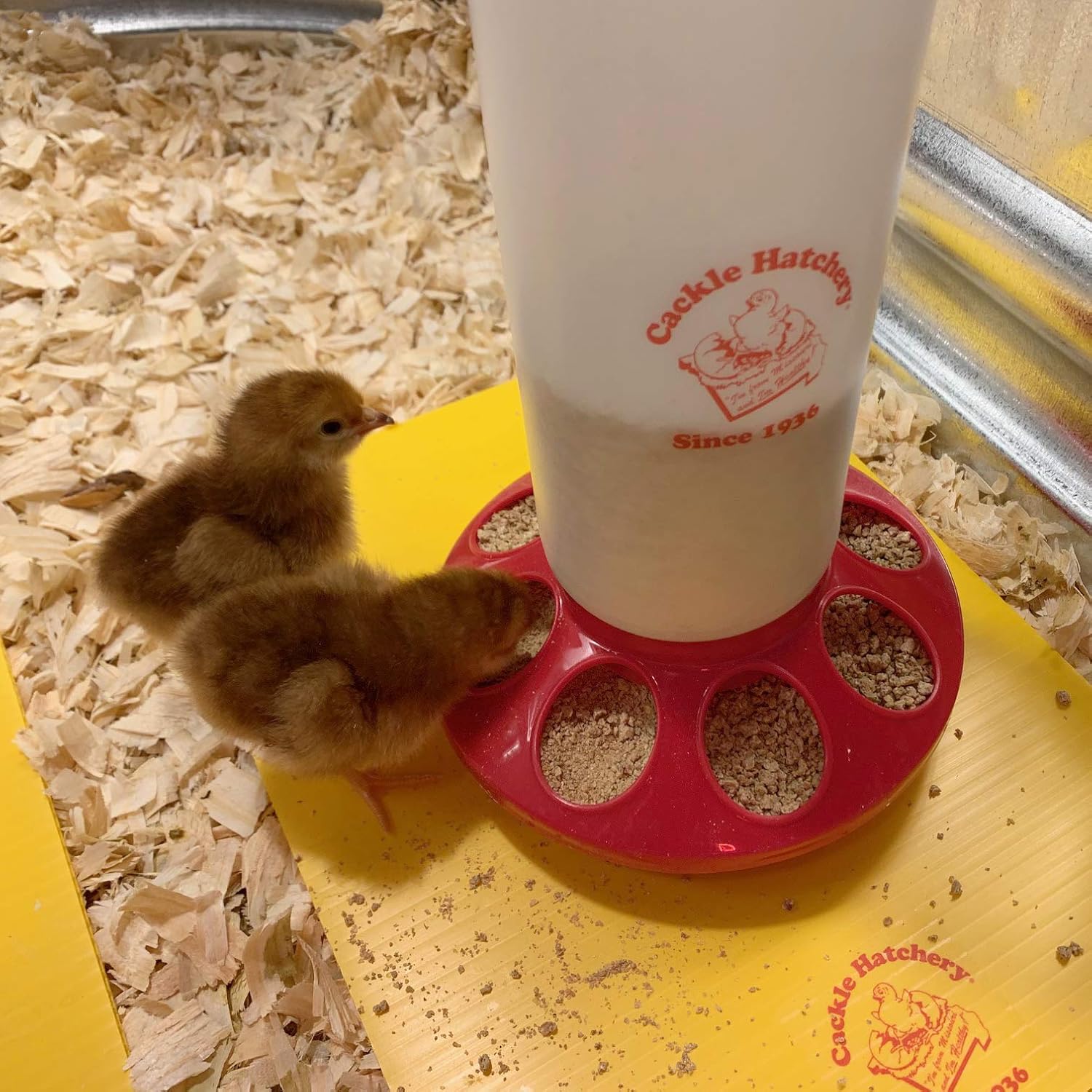 Chick Feeder and Waterer Combo