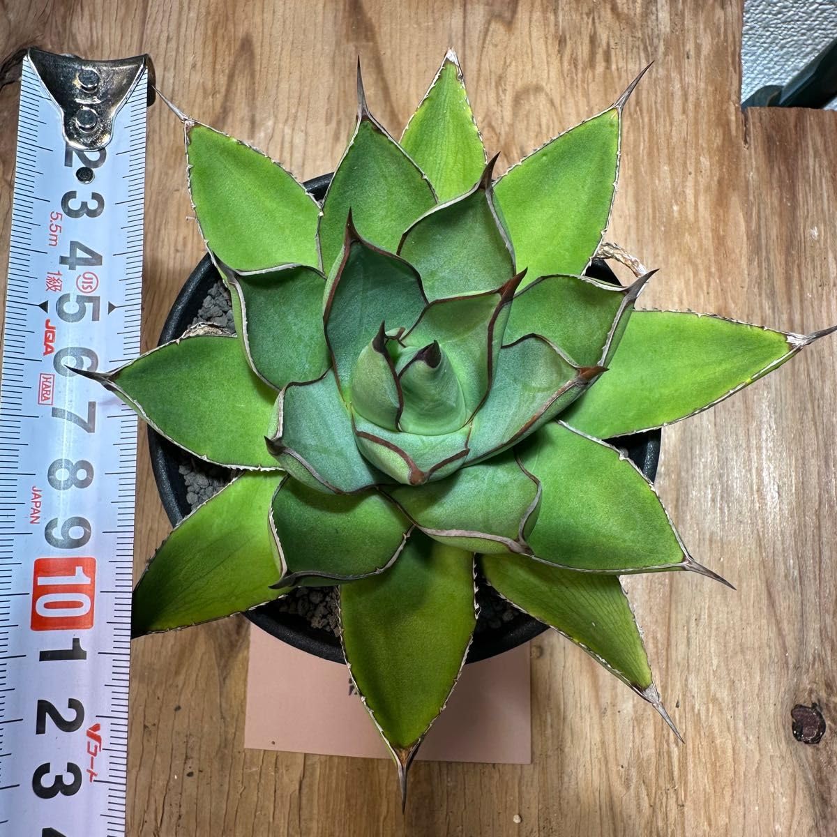 Amazon.co.jp: 極美 土田 制所 ハイブリッドアガベ 笹の雪