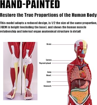 Xiaoxu 27 Piece Fully Poseable Anatomy Figure, 31 Inch High Human Torso Anatomy Model with Heart Head Brain Skeleton Model, with Removable Organs for Student