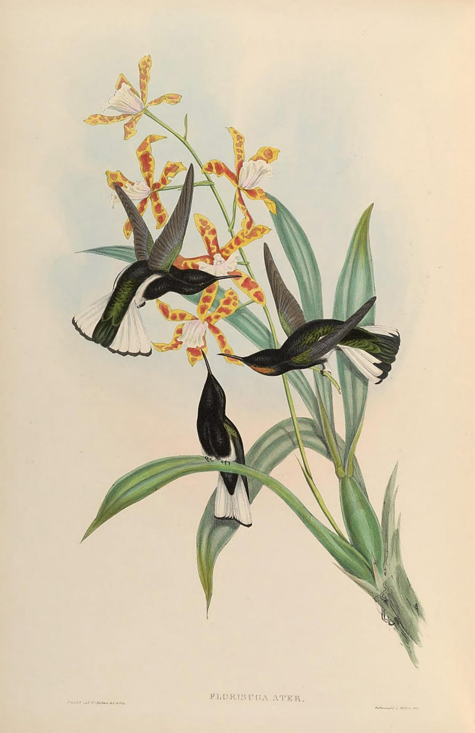 Tableau oiseau Florisuga Atra déco chambre vintage 60x90cm