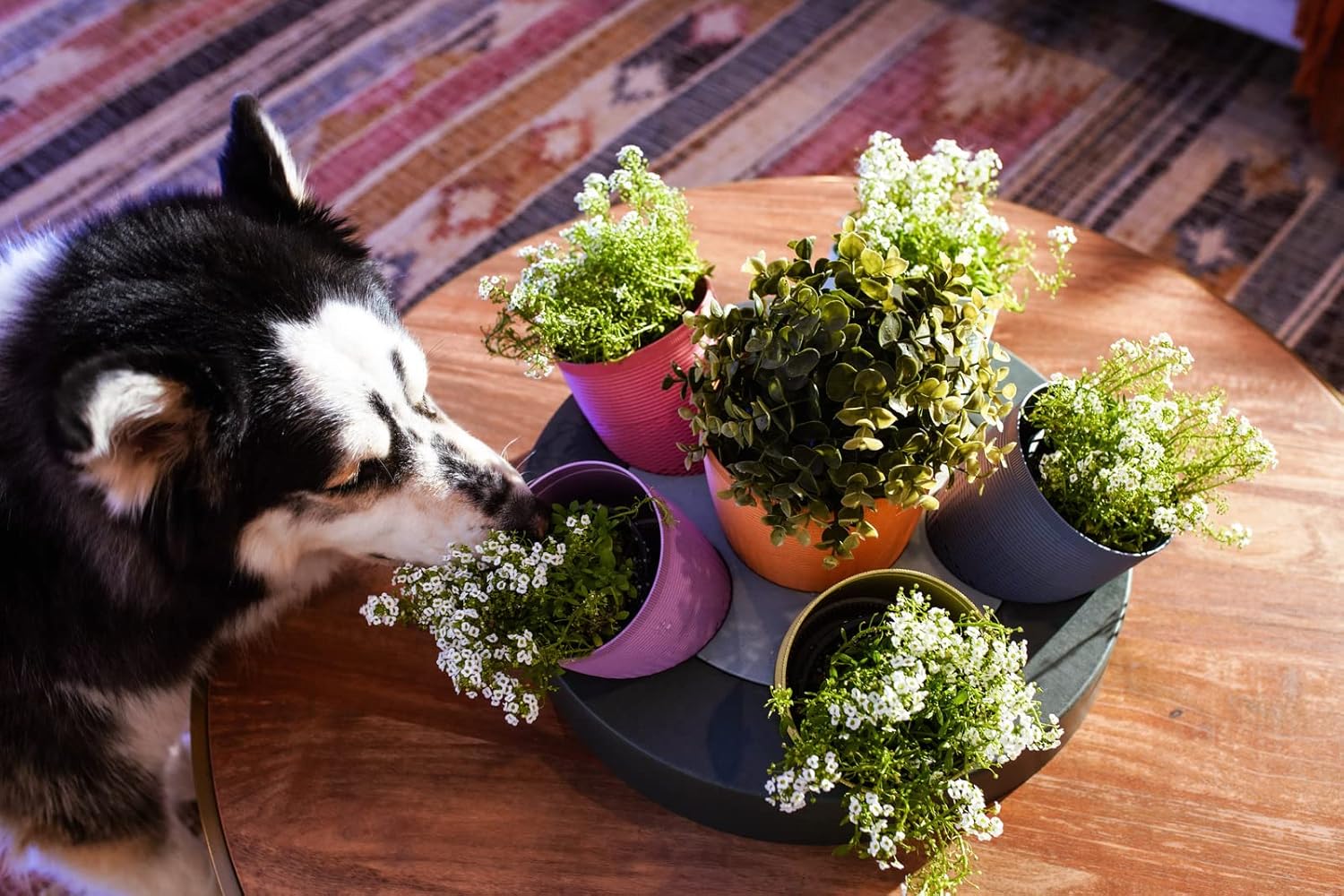 EcoGarden Round Multi-Pot Planter, Round Table Garden Set w/ 6 Wheat straw plastic planters Incl: Fertigation pedestalx1, 5 planter x 5, 6 planter x 1, BPA Free
