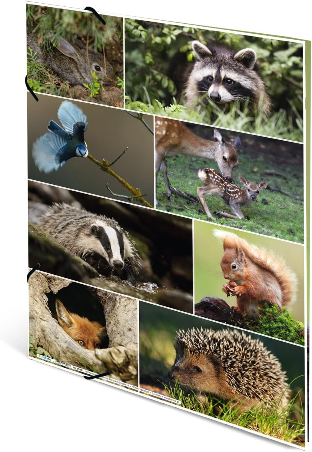 HERMA 19451 Portfolio Folder DIN A3 Animal Worlds Forest Animals Set of 3 Sturdy Cardboard Organiser Folder with Full Inner Print and Elastic Band - Image 3