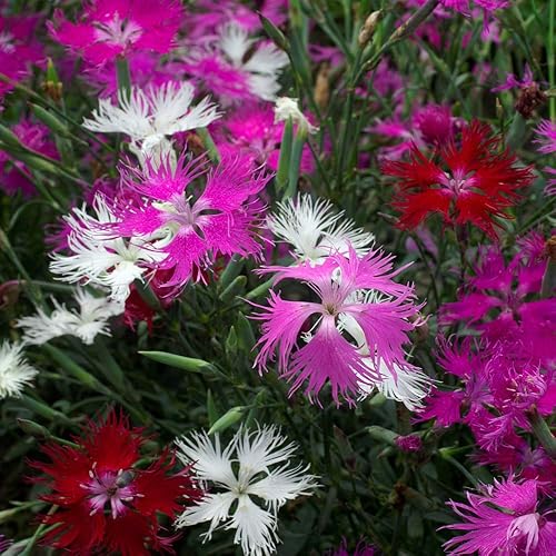 Outsidepride Dianthus Superbus - Mezcla de semillas de flores de jardín, color rosa magnífico con aroma dulce, 10000 semillas