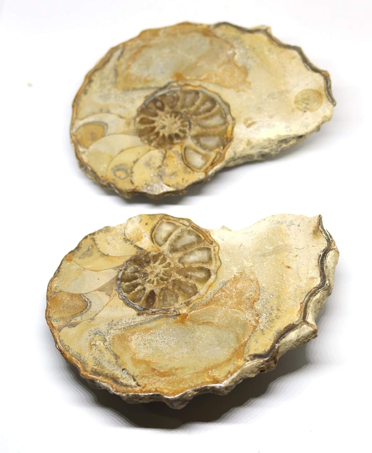 Ammonite Acanthoceras Split Polished Fossil Texas 96 MYO w/Label #16255 31o