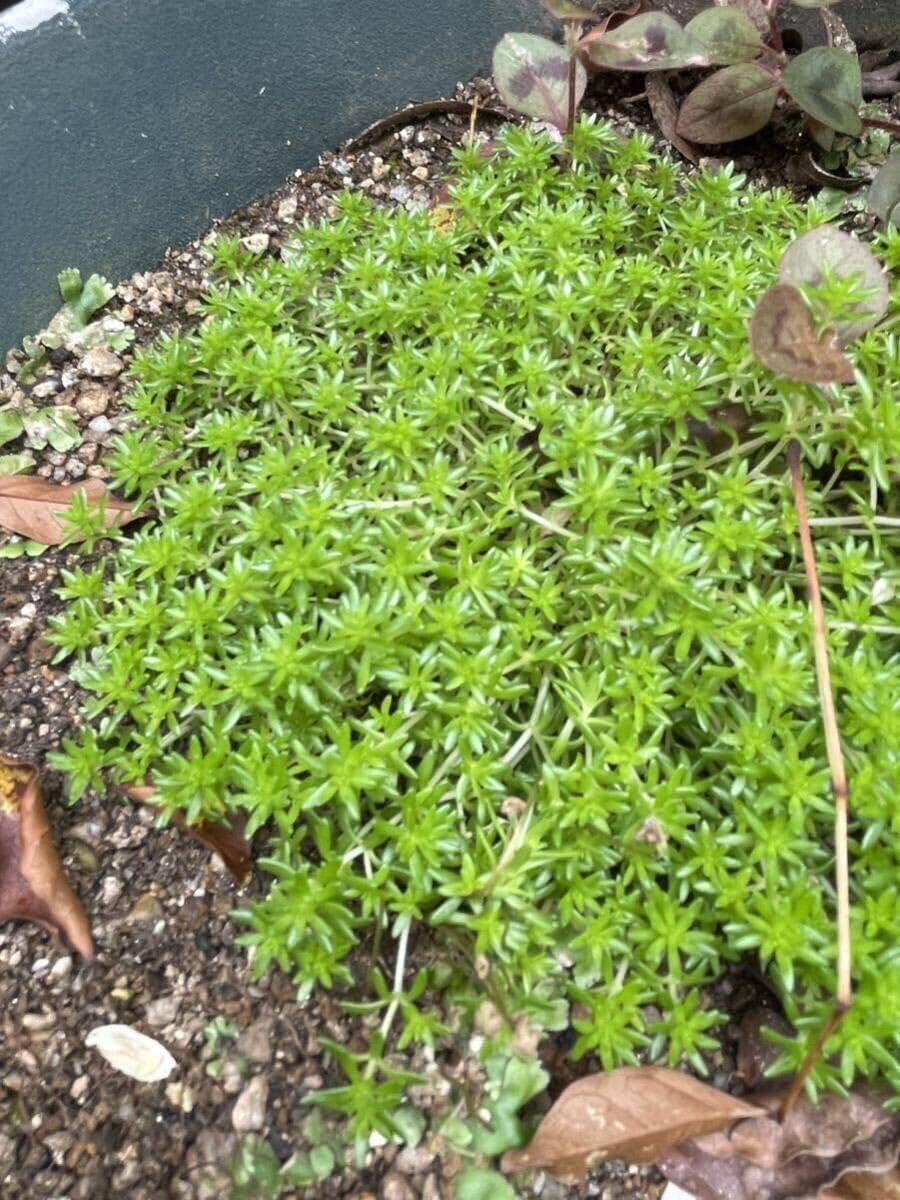 Amazon｜約30本森村万年草 セダム モリムラマンネングサ 多肉