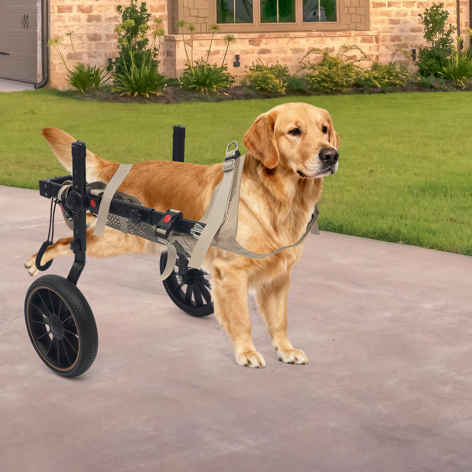 Carrello per cani XL - Zampe posteriori - Aiuto per la deambulazione - Aiuta nella riabilitazione degli animali domestici - Con anello a D - Altezza regolabile - Lunghezza del corpo e larghezza