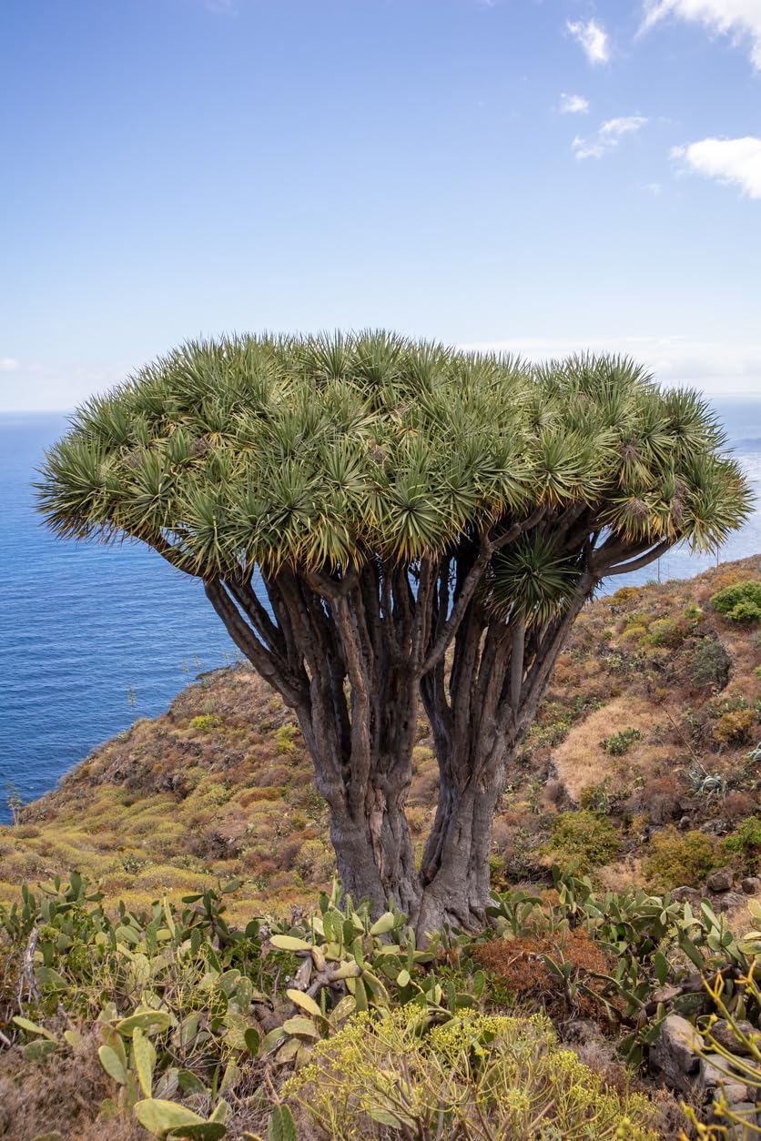 10 Samen Kanarischer Drachenbaum Dracaena Draco, Exot, Bonsai,  Zimmerpflanze : Amazon.de: Garten