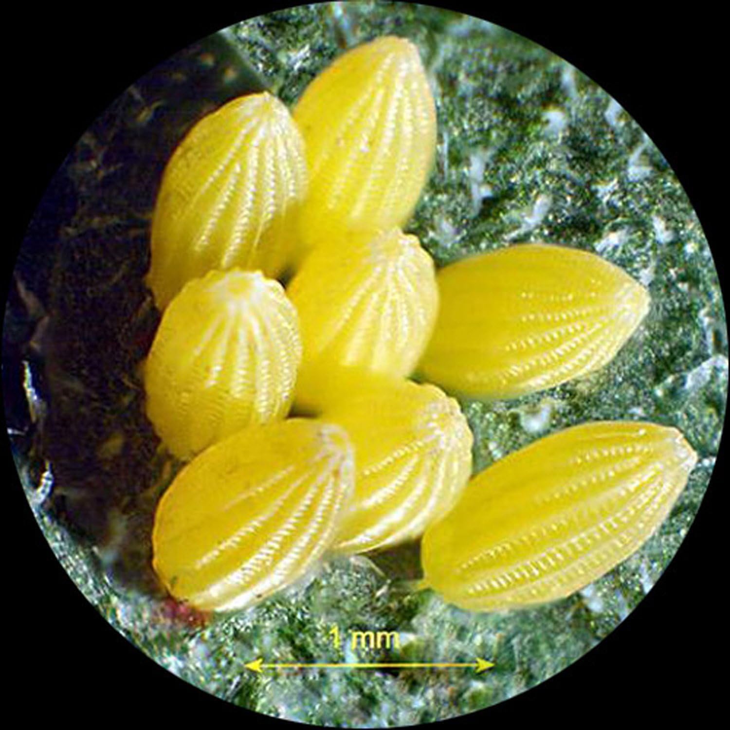 AmScope SW-3B13 Binocular Stereo Microscope, WH10x Eyepieces, 10X and 30X Magnification, 1X/3X Objective, Single-Arm Boom Stand