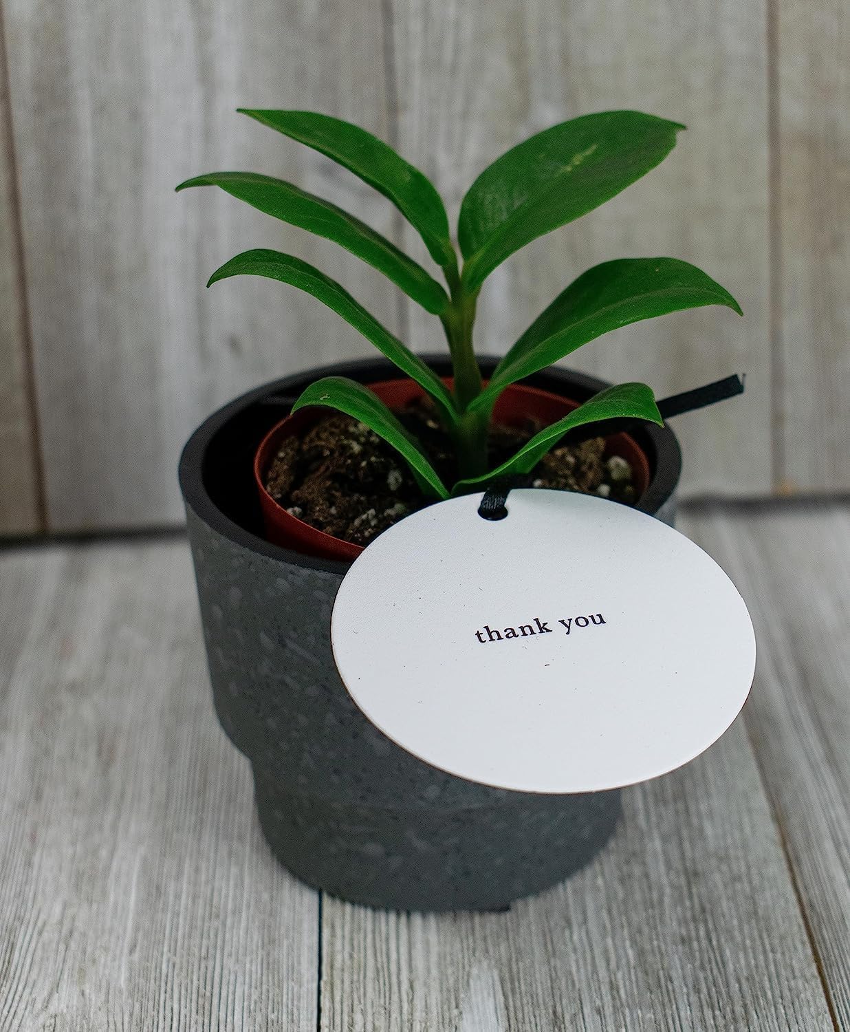 The HC Companies 2.5 Inch Sprite Mini Succulent Pot - Small Plastic Planter with Drainage for Indoor Plants, Faux Concrete (20 Pack)