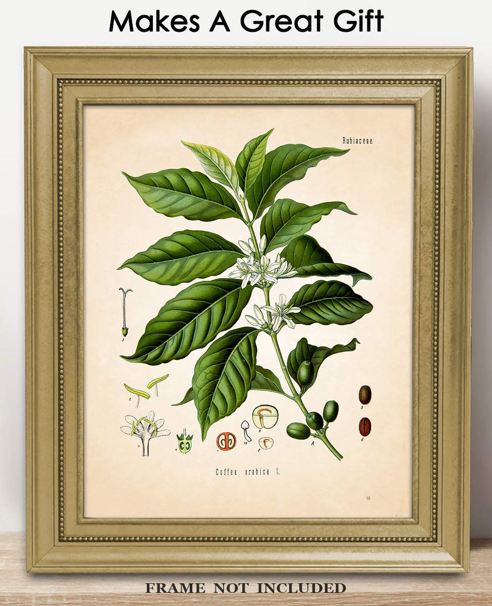 cowpea plant Black Eyed Cowpea Cover Crop Seeds, Organic