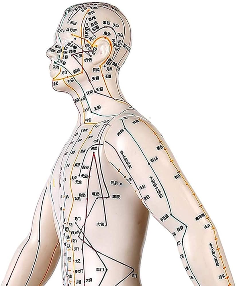 Amazon.co.jp: 50 センチメートルの鍼モデル鍼治療経絡のモデル