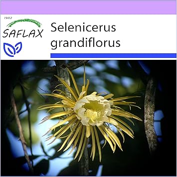 Saflax Reine De La Nuit 40 Graines Selenicerus Grandiflorus Amazon Fr Jardin