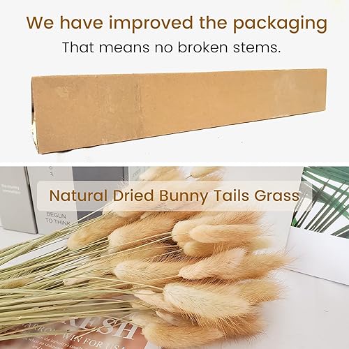 Miniatura 4 de Beau Jour Lagurus ovatus seco, natural, 100 unidades, colas de conejo secas para arreglos florales, decoración del hogar y bodas