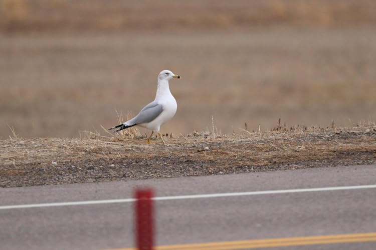 Review Image by R. Larson