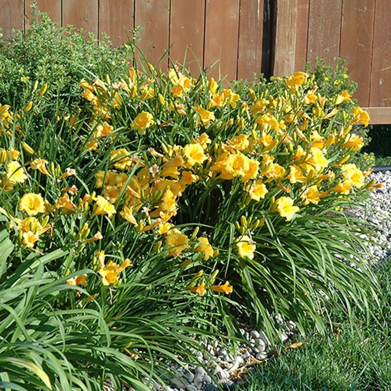 Set 10 Golden Yellow Daylily Bulbs for Planting, Hardy Perennial Lily Roots for Colorful Summer Blooms